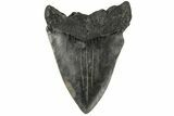 Bargain, Fossil Megalodon Tooth - South Carolina #185239-1